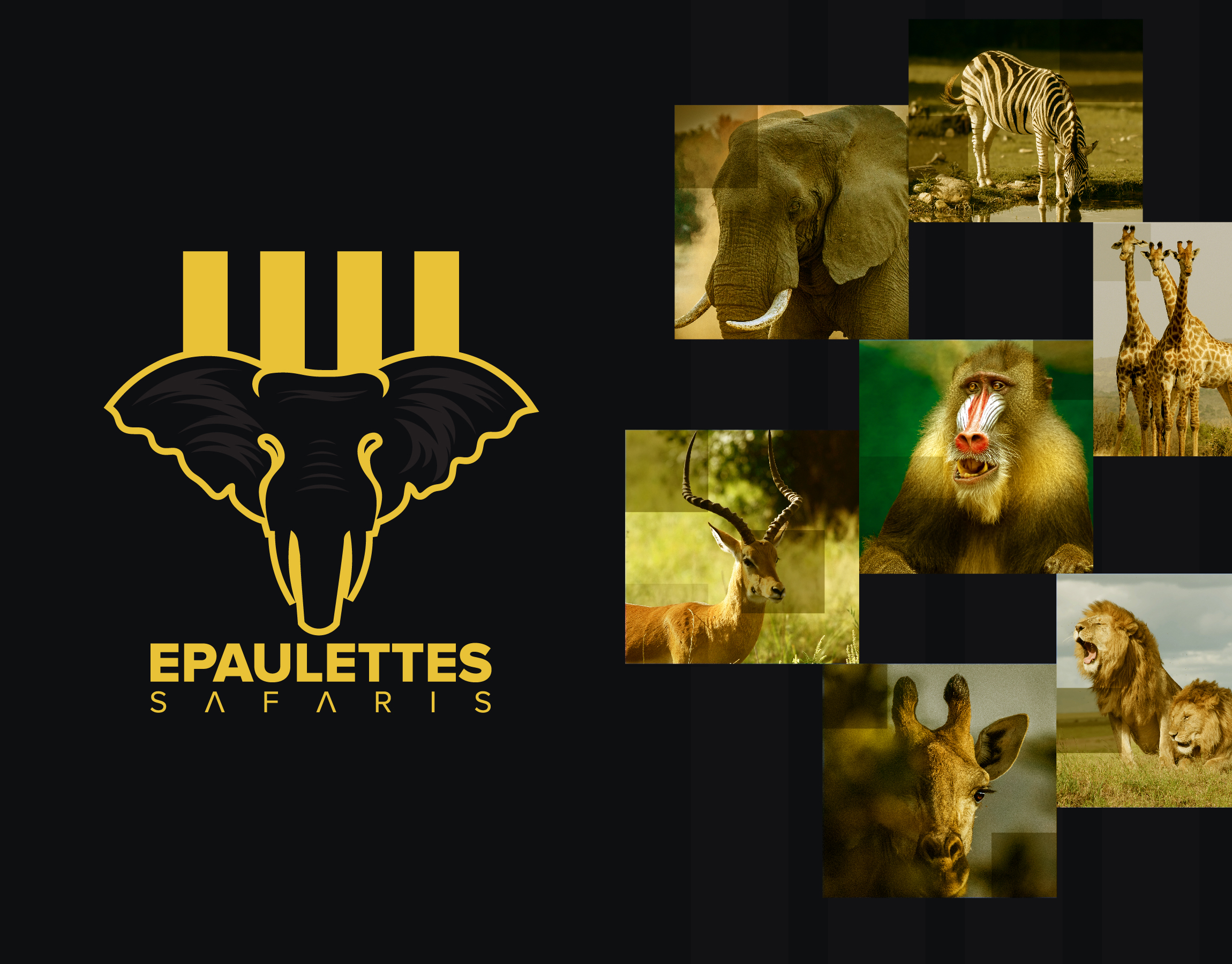 Epaulattes Safari